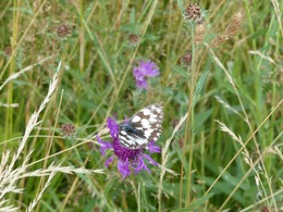 Ein Schachbrettfalter sitzt auf einer Blüte auf der Wiese.