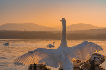 Schwan auf dem Olbersdorfer See‎