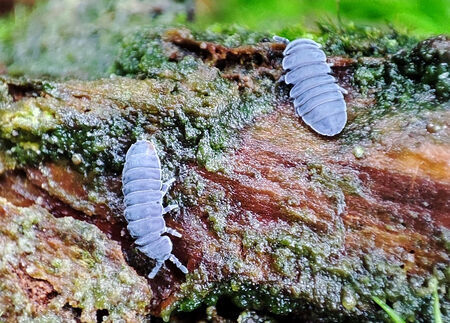Riesenspringschwanz (Tetrodontophora bielanensis)