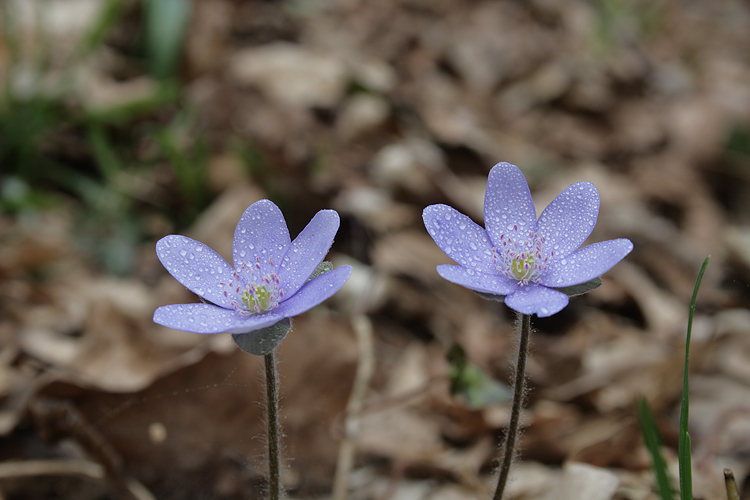 Leberblümchen (Hepatica nobilis)