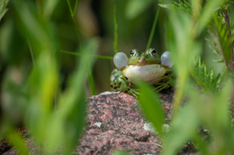 Ein Teichfrosch sitzt mit aufgeblasenen Schallblasen auf einem Stein am Ufer.