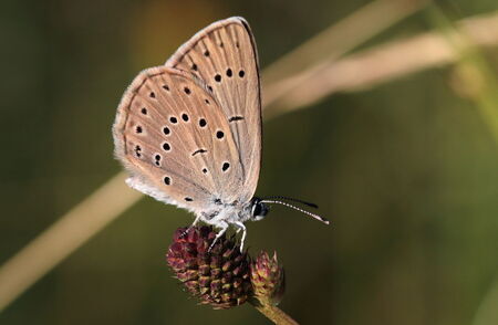 Heller Wiesenknopf-Ameisenbläuling (Phengaris teleius)