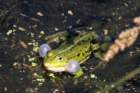 Teichfrosch